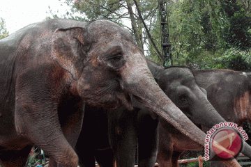 Gerombolan Gajah Berkeliaran di Jalan Raya