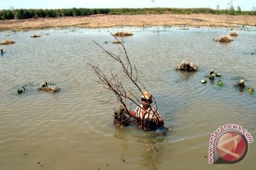 1.300 hektare hutan mangrove di Penajam rusak