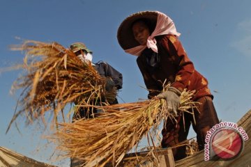 Kemarau belum berpengaruh pada produksi padi Sumsel 