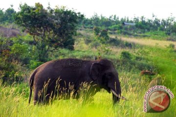 Gajah Liar Rusak Perkebunan 