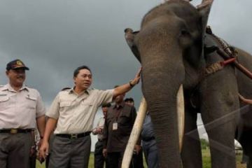 KONFLIK GAJAH MANUSIA