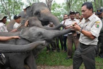 KONFLIK GAJAH MANUSIA