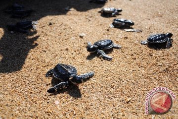 200 anak penyu dilepasliarkan di pantai Bengkulu