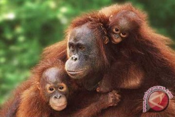 70 Persen Primata Indonesia Terancam Punah