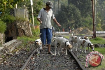 Ribuan Anjing Buru Babi Di Dumai