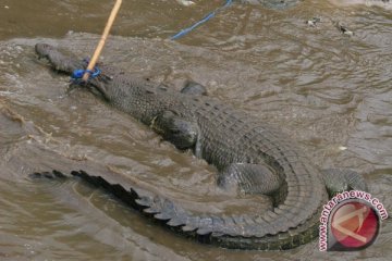 Buaya empat meter ditangkap warga