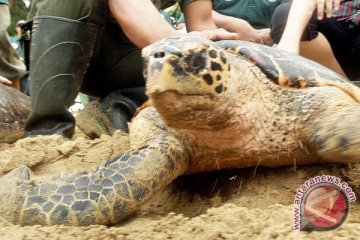 Perburuan Gelap Penyu Sisik, Hijau di Perairan Sulbar 