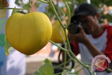 Mekarsari lagi panen jambu bol Jamaika 