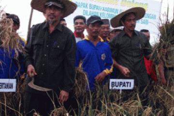 Bupati Karimun Panen Padi Percontohan