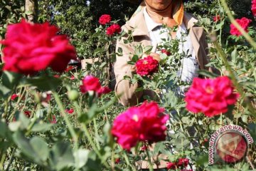 Pemkot Pagaralam Akan Gelar Festival Bunga Nusantara