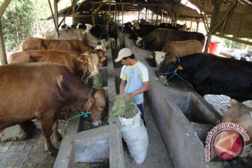 Pemkot Pagaralam Siapkan 100 Sapi Songsong Lebaran 