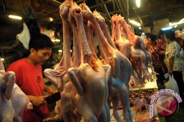 Penjualan daging ayam meningkat jelang pergantian tahun