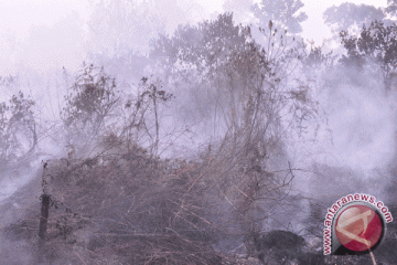 Gubernur Kalbar Bantah Ada Kebakaran Hutan