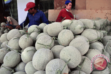 Peneliti: pemuliaan tanaman melon perlu dilakukan 