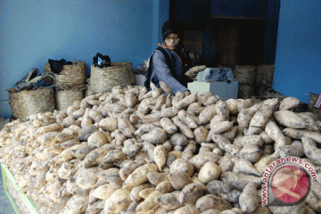 Pakar: populasi asli ubi cilembu alami kemunduran