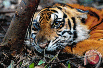 Harimau Sumatera terpantau 500 meter dari Unand