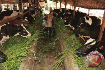 Permentan impor sapi betina siap keluar