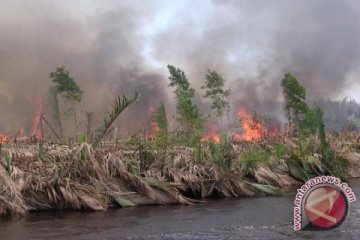 Polda Riau tetapkan 40 tersangka pembakar lahan