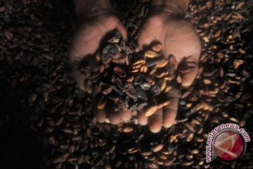 Kakao kontribusi petani Mamuju Rp307 miliar