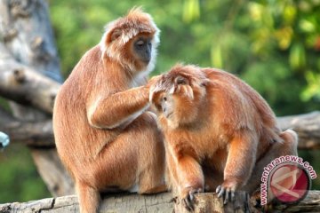 Indonesia belum miliki sistem kontrol satwa liar