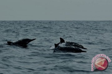 SAR pantai Parangtritis evakuasi lumba-lumba terdampar