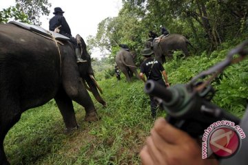 Warga tewas diinjak gajah nyasar 