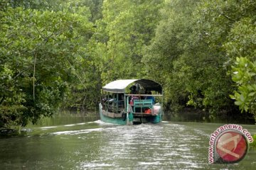 Babel kembangkan 500 hektare wisata mangrove Belitung