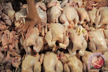 Konsumsi daging ayam di Manado melonjak jelang natal
