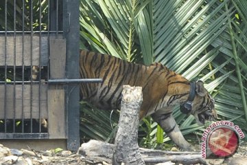 Harimau Gunung Leuser mulai turun ke permukiman