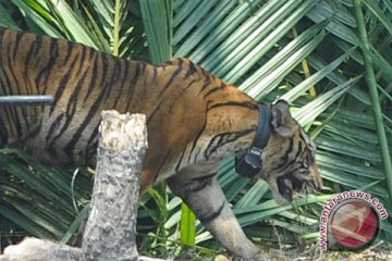 Harimau sumatera terjerat perangkap di Sumbar