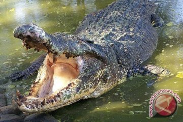 Buaya dengan perut berisi manusia ditangkap warga 