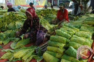 Pembelian tembakau sejumlah pabrik rokok lebihi target