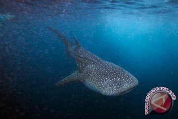 10 hiu paus teridentifikasi di Talisayan Kaltim