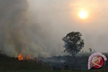 Ratusan hektar hutan di Lahat terbakar