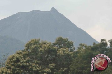 Gunung Lewotobi Perempuan hembuskan asap 50 meter