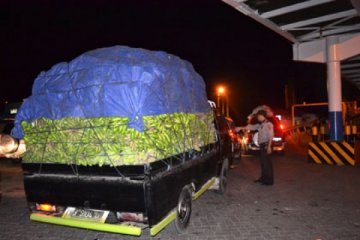 Pisang Lampung