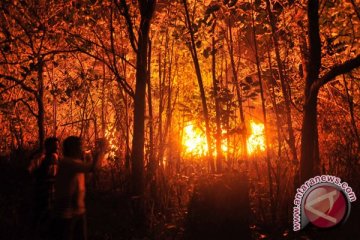 hutan lereng Sindoro terbakar 