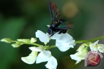 Empat spesies baru kumbang ditemukan di Maluku Utara