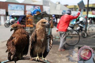 Satwa liar diperjualbelikan di Bekasi