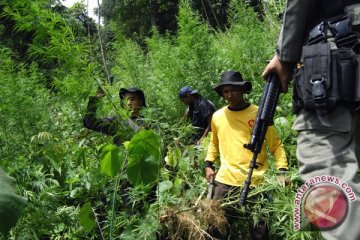 BNNP bantu benih, alat pertanian mantan penanam ganja Aceh