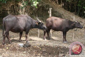 Kementerian Pertanian bantu pengembangan kerbau di Lebak