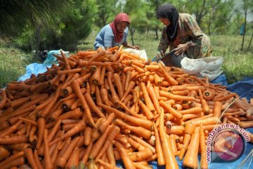 Makanan yang dapat membuang nikotin dari tubuh