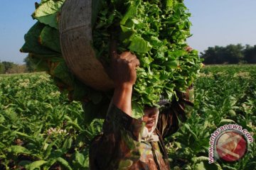 Panen akhir tembakau Bojonegoro akhir September