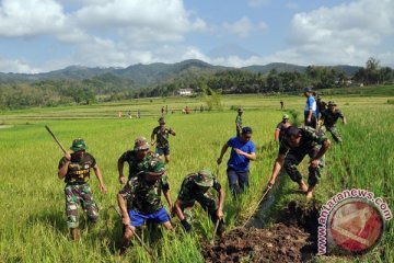 TNI AD ikut berantas hama tikus di Temanggung