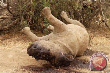 Tiga pemburu badak afrika tewas ditembak