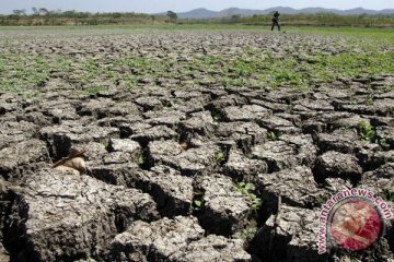 Ratusan hektare sawah terancam gagal panen akibat kemarau