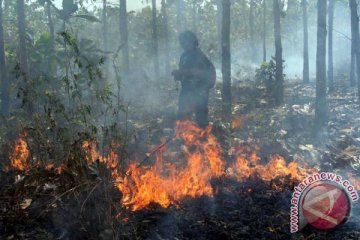 Hutan jati desa Krakitan Klaten terbakar