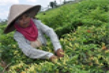 HARGA CABAI ANJLOK