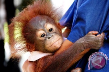 Seekor anak orangutan berhasil diselamatkan