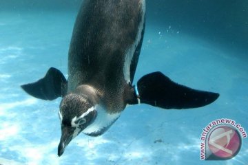 Taman Safari Indonesia raih satya lencana pembangunan